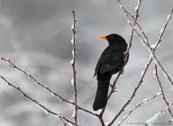 Amsel